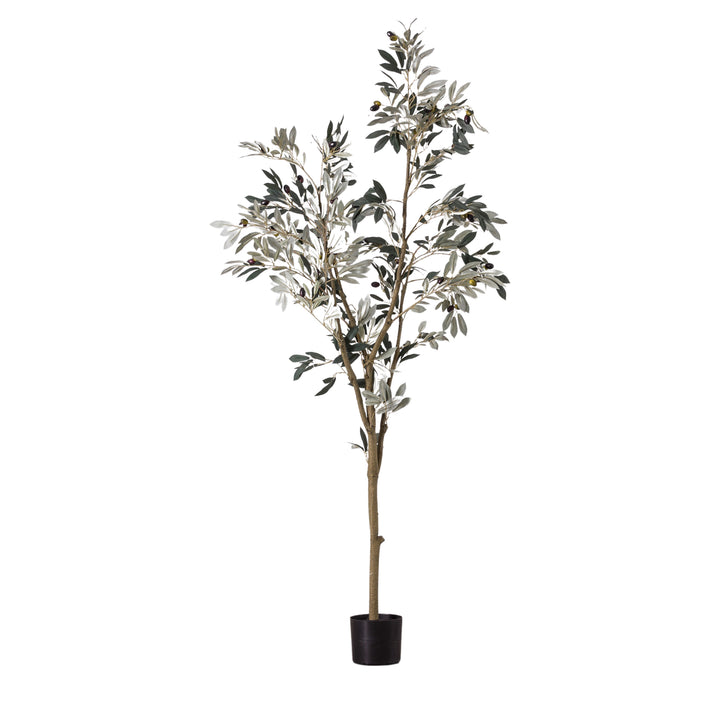 Olive Tree