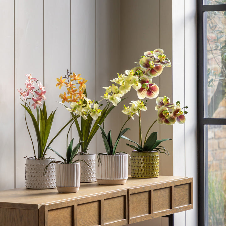 Orchid Cream in Ribbed White Ceramic Pot