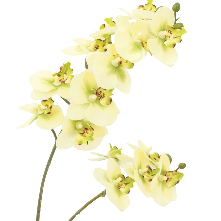 Orchid Cream in Ribbed White Ceramic Pot