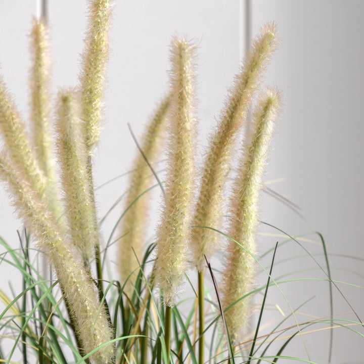 Potted Grass with Cattail Seed Heads