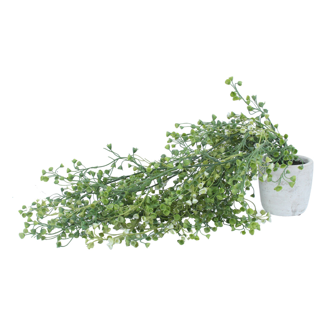 Imiteret sukkulent med efterfølgende blomster