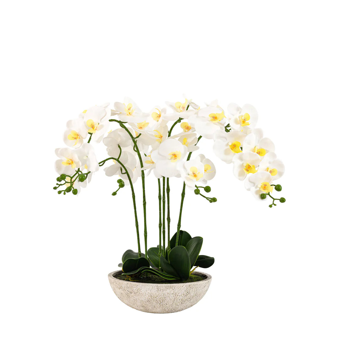 Oversized Orchid in Cement Pot White
