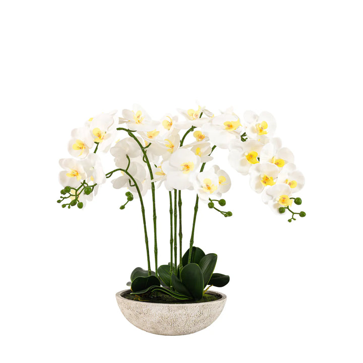 Oversized Orchid in Cement Pot White