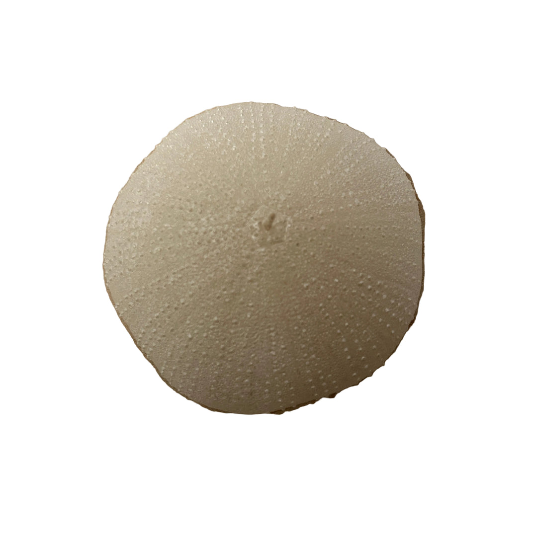 Sea Urchin Candle