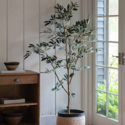 Olive Tree