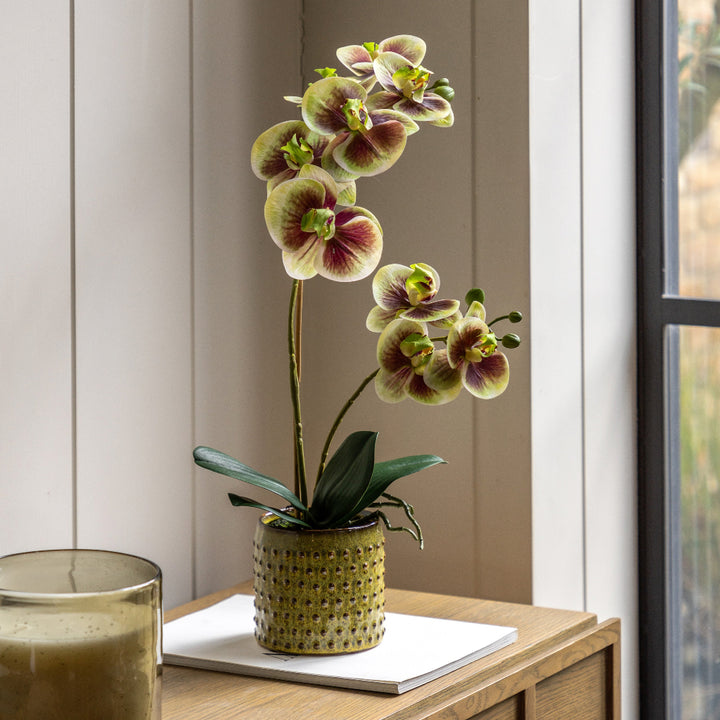 Orchid in Moss Ceramic Dot Pot