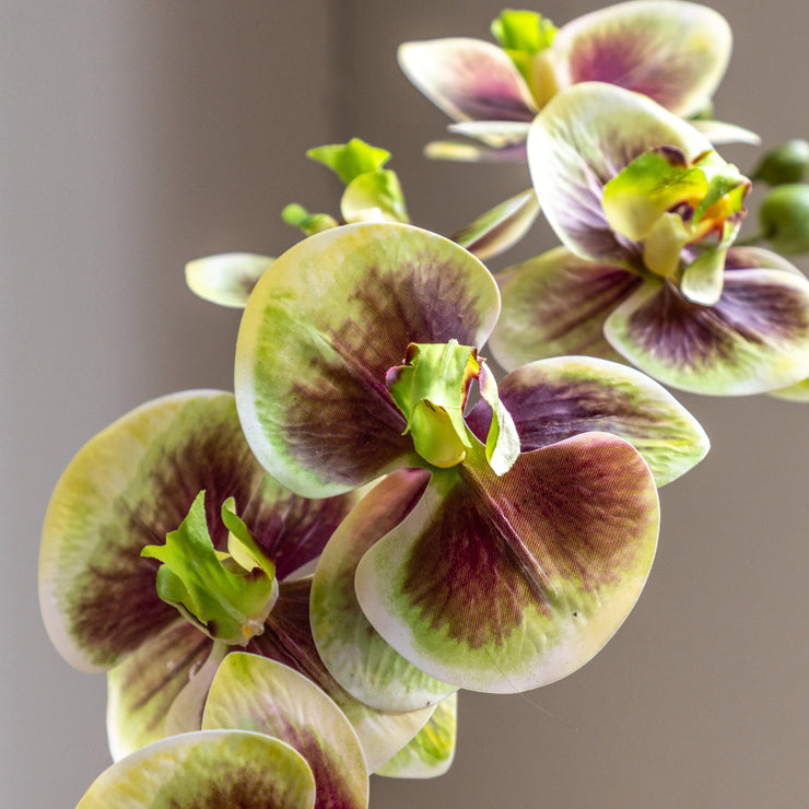 Orchid in Moss Ceramic Dot Pot
