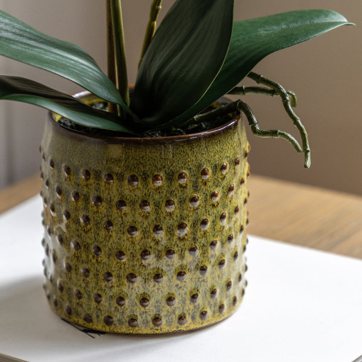 Orchid in Moss Ceramic Dot Pot
