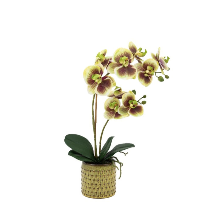 Orchid in Moss Ceramic Dot Pot