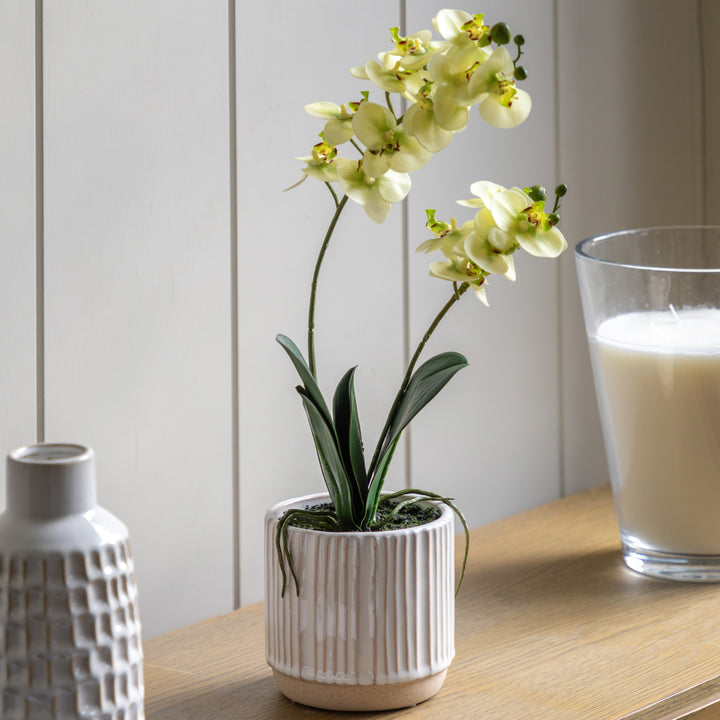 Orchid Cream in Ribbed White Ceramic Pot