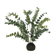 Eucalyptus in Soil