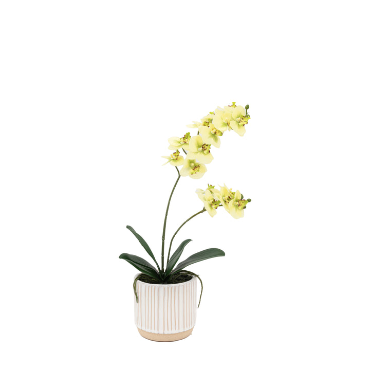 Orchid Cream in Ribbed White Ceramic Pot