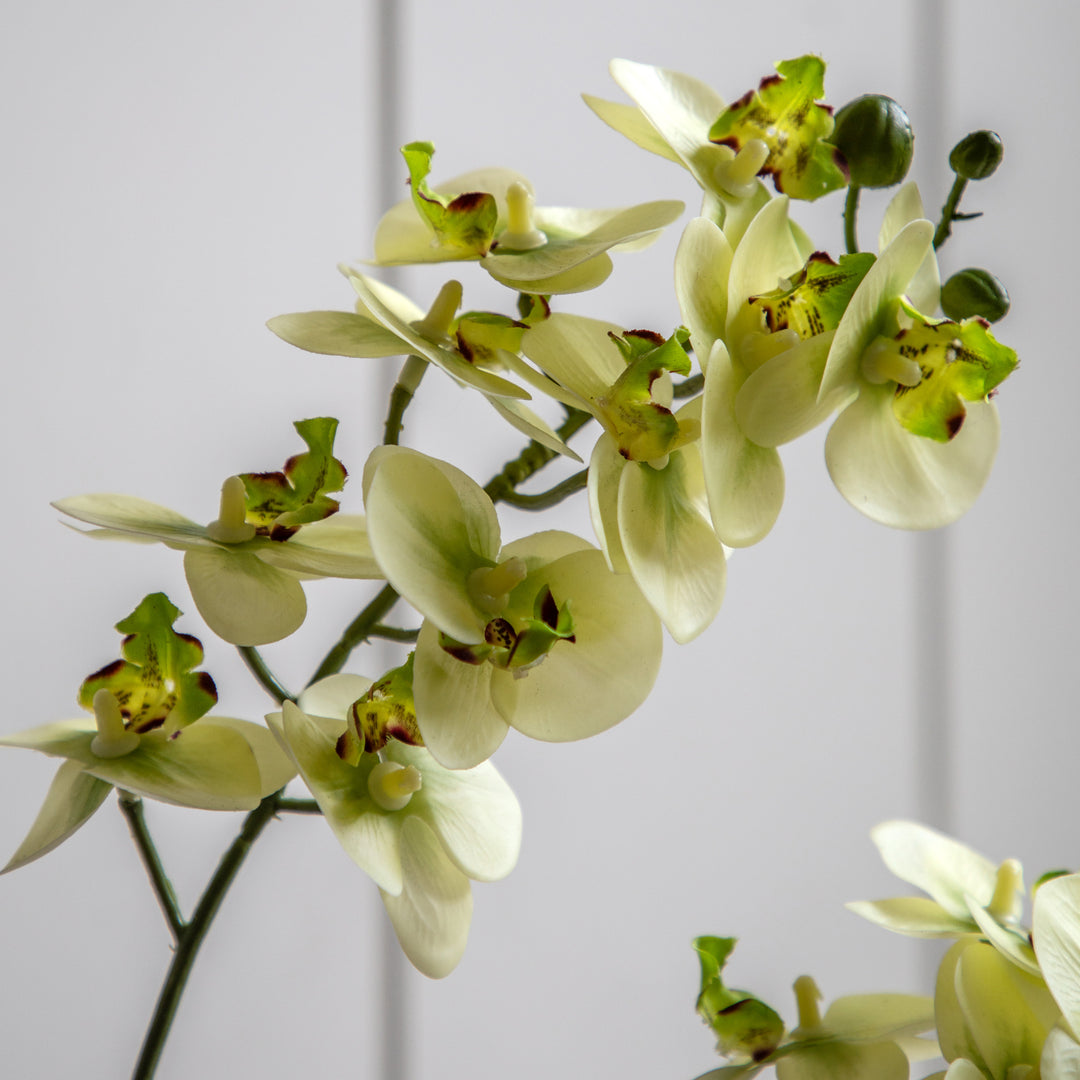 Orchid Cream in Ribbed White Ceramic Pot
