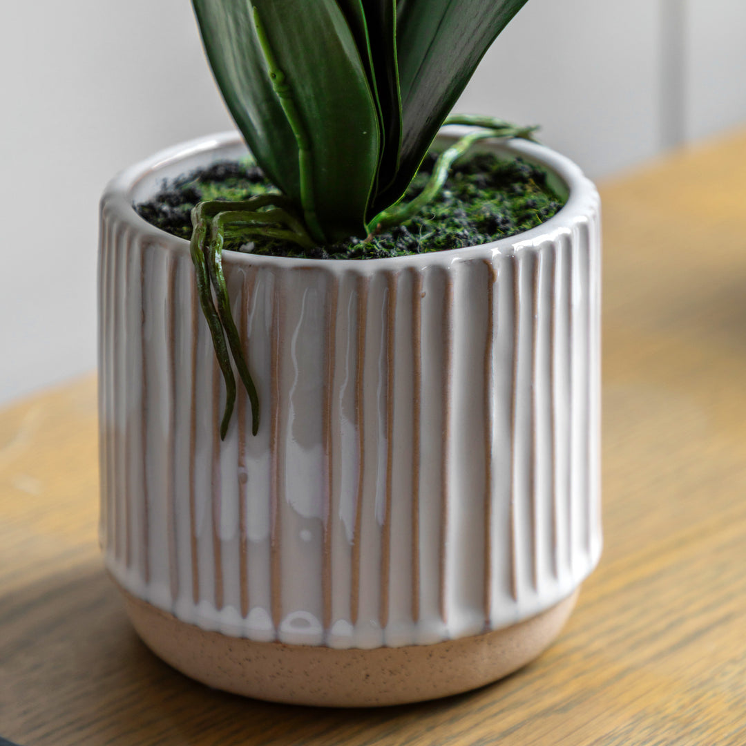 Orchid Cream in Ribbed White Ceramic Pot