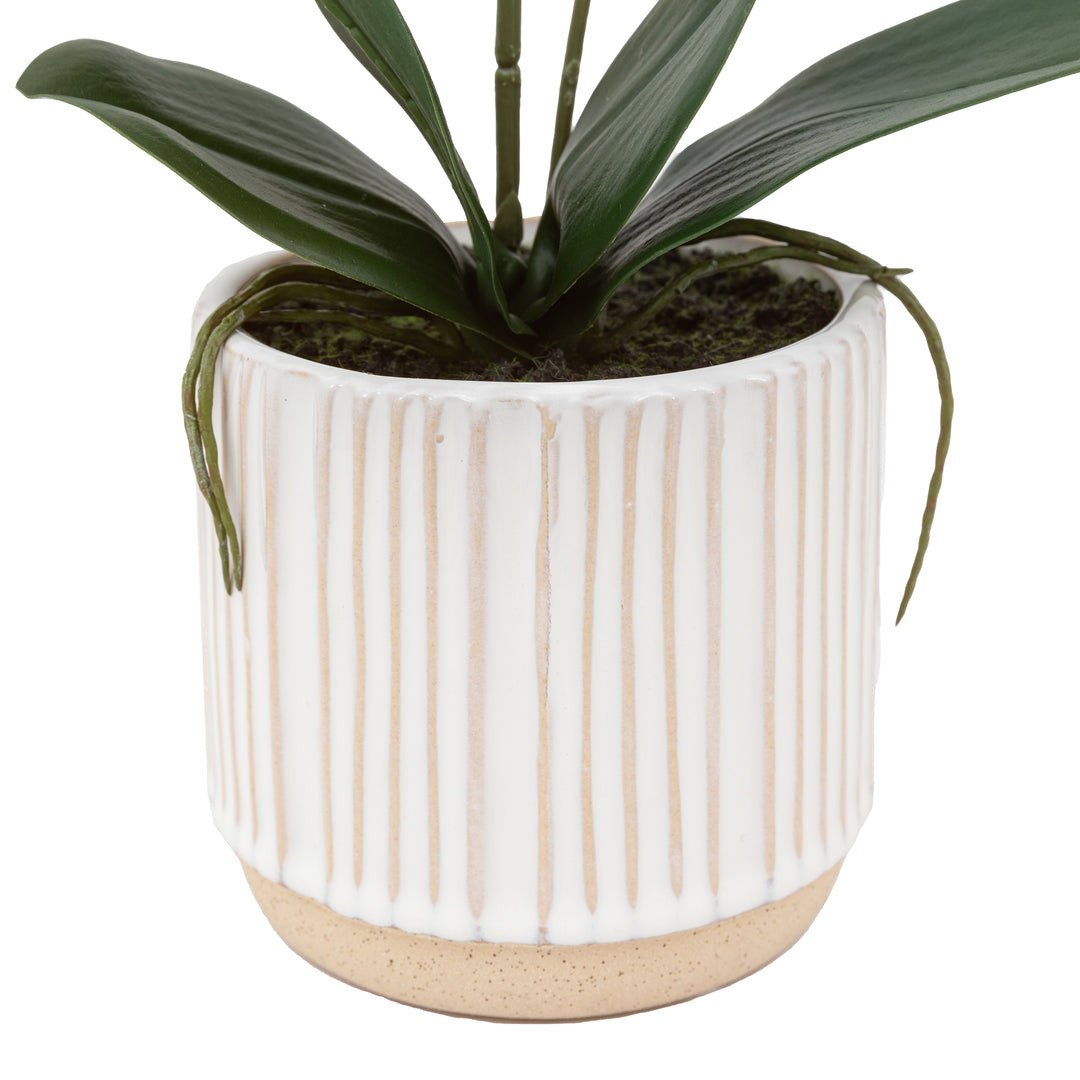 Orchid Cream in Ribbed White Ceramic Pot