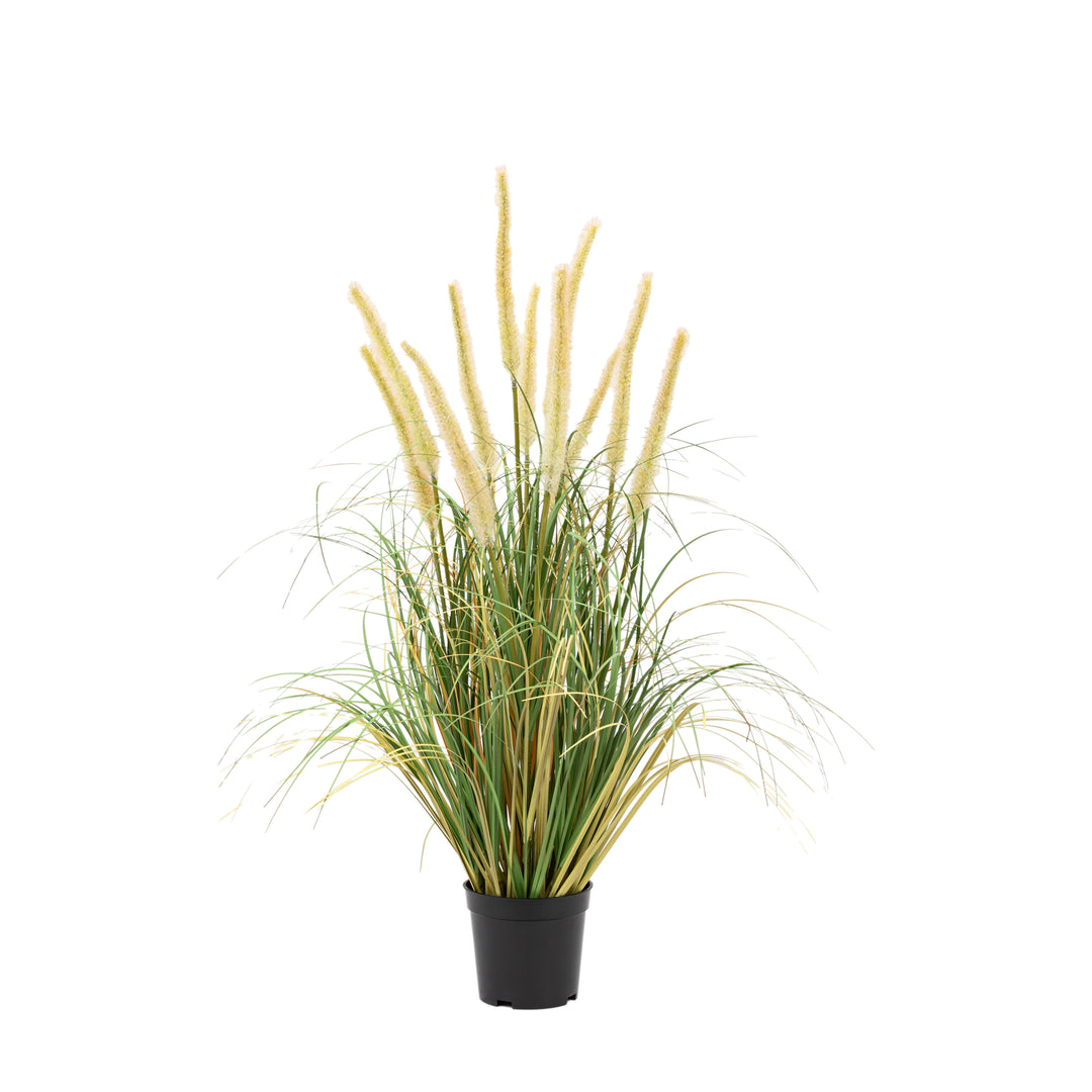 Potted Grass with Cattail Seed Heads