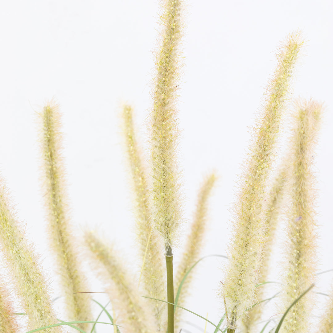 Potted Grass with Cattail Seed Heads
