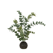 Eucalyptus in Soil