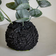 Eucalyptus in Soil