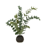 Eucalyptus in Soil