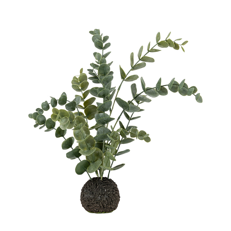 Eucalyptus in Soil