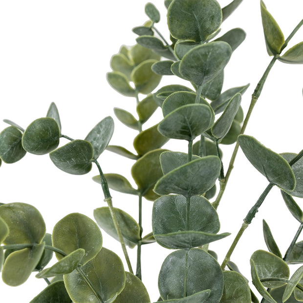 Eucalyptus in Soil