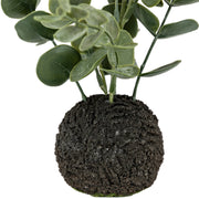 Eucalyptus in Soil