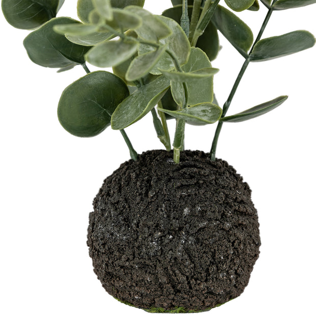 Eucalyptus in Soil