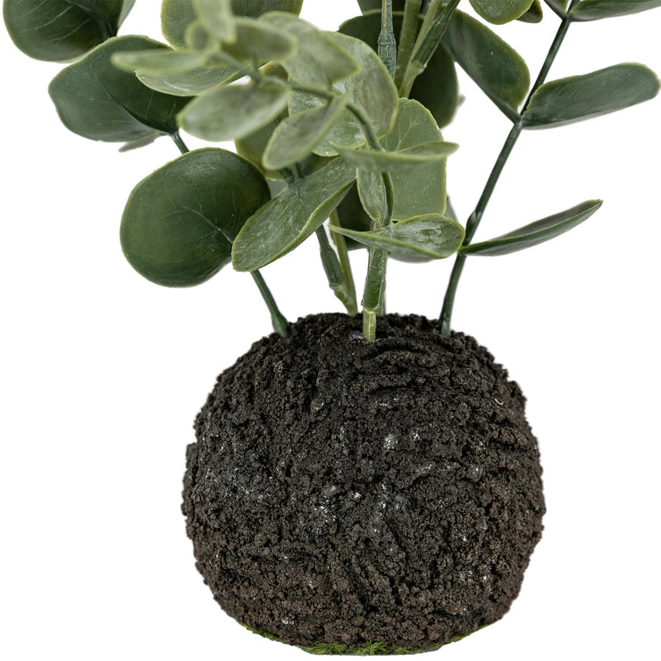 Eucalyptus in Soil
