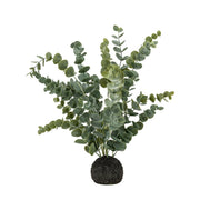 Eucalyptus in Soil