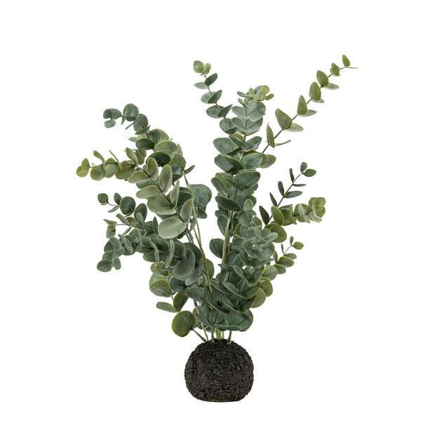 Eucalyptus in Soil