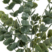Eucalyptus in Soil
