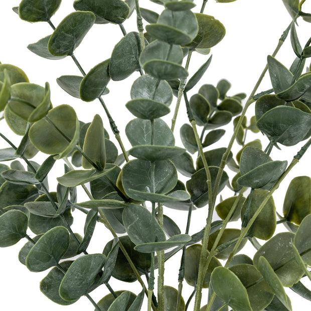 Eucalyptus in Soil