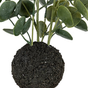 Eucalyptus in Soil