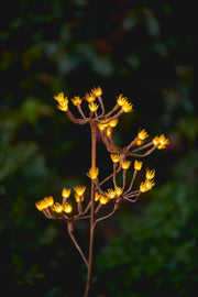 Branche de fenouil sauvage à LED solaire