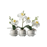 Trio d'orchidées en plateau