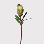 Tall Mink Protea Stem
