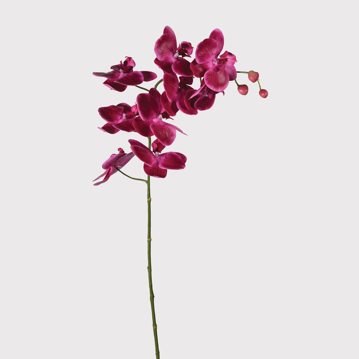 Orchidée Phalaenopsis en spray - Fuchsia