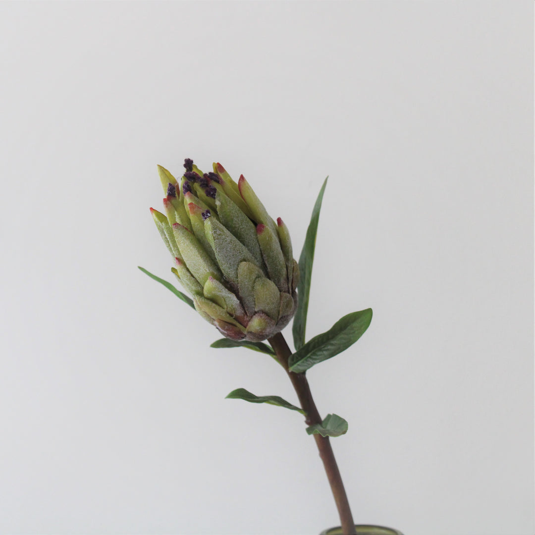 Høj Mink Protea Stængel