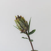 Høj Mink Protea Stængel